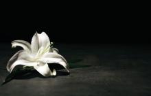 Biała lilia na czarnym tle